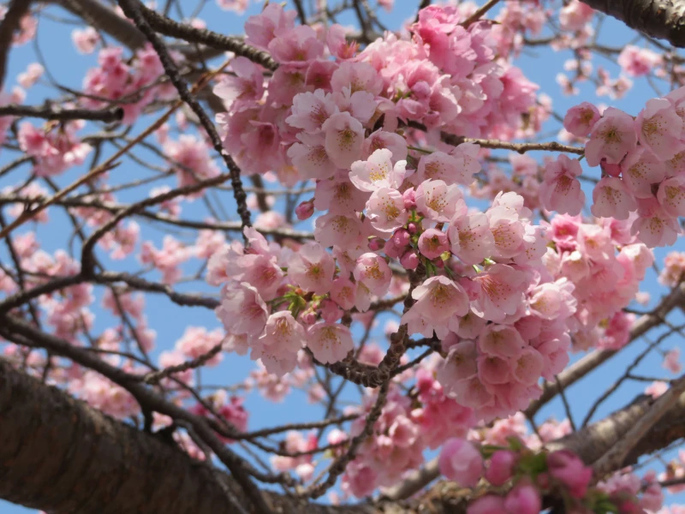 【熱海】2023年3月初旬に楽しめる桜スポットはここ！