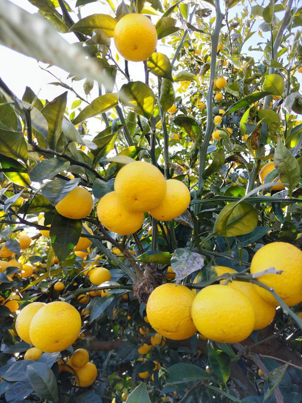 たからのはたけ ー ファームケーション 畑で過ごす特別な時間 ー